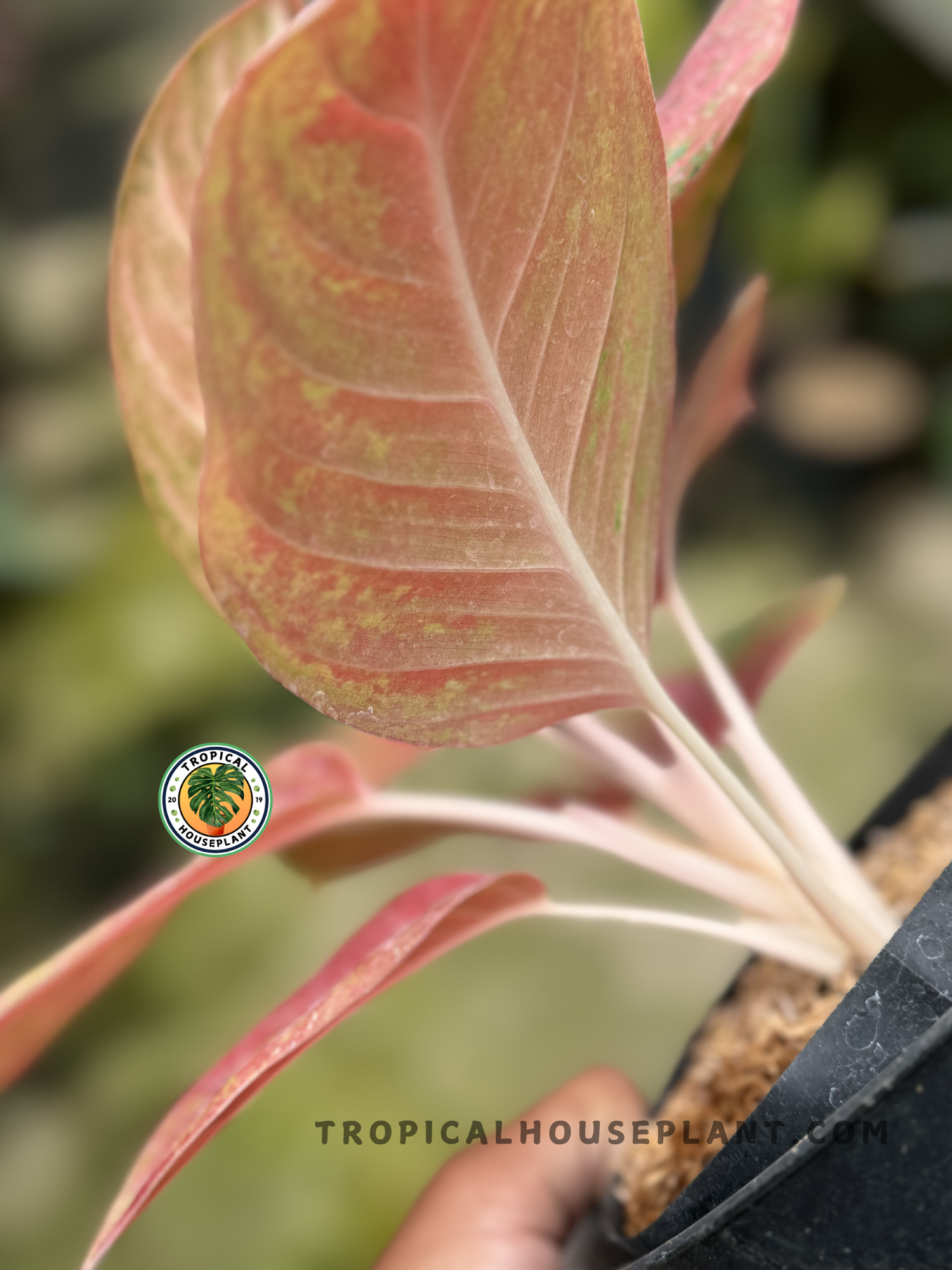 aglaonema exotic Aglaonema Red Exotic