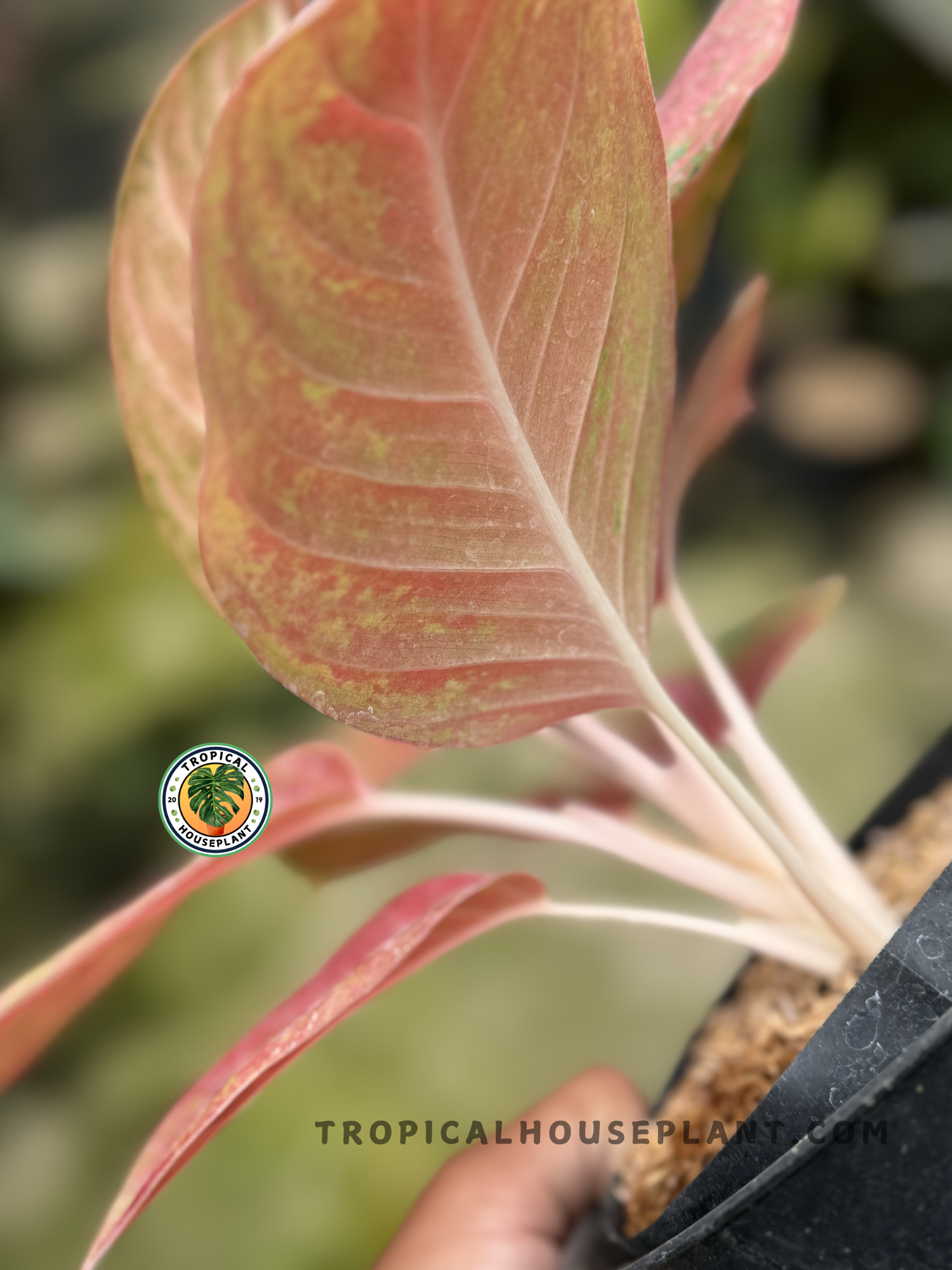 Aglaonema Red Exotic plant with bright red leaves and minimal green accents.