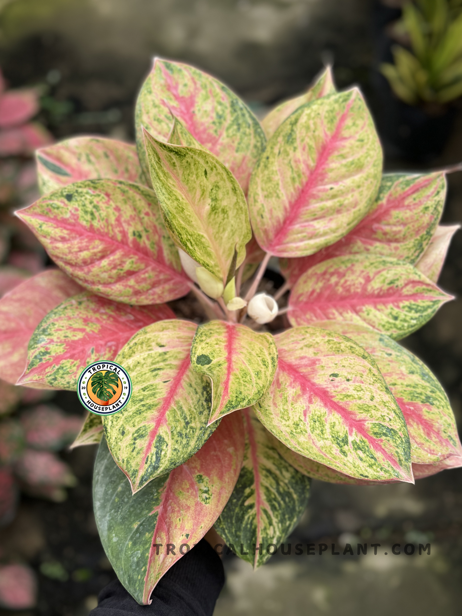 aglaonema red panama Aglaonema Red Exotic