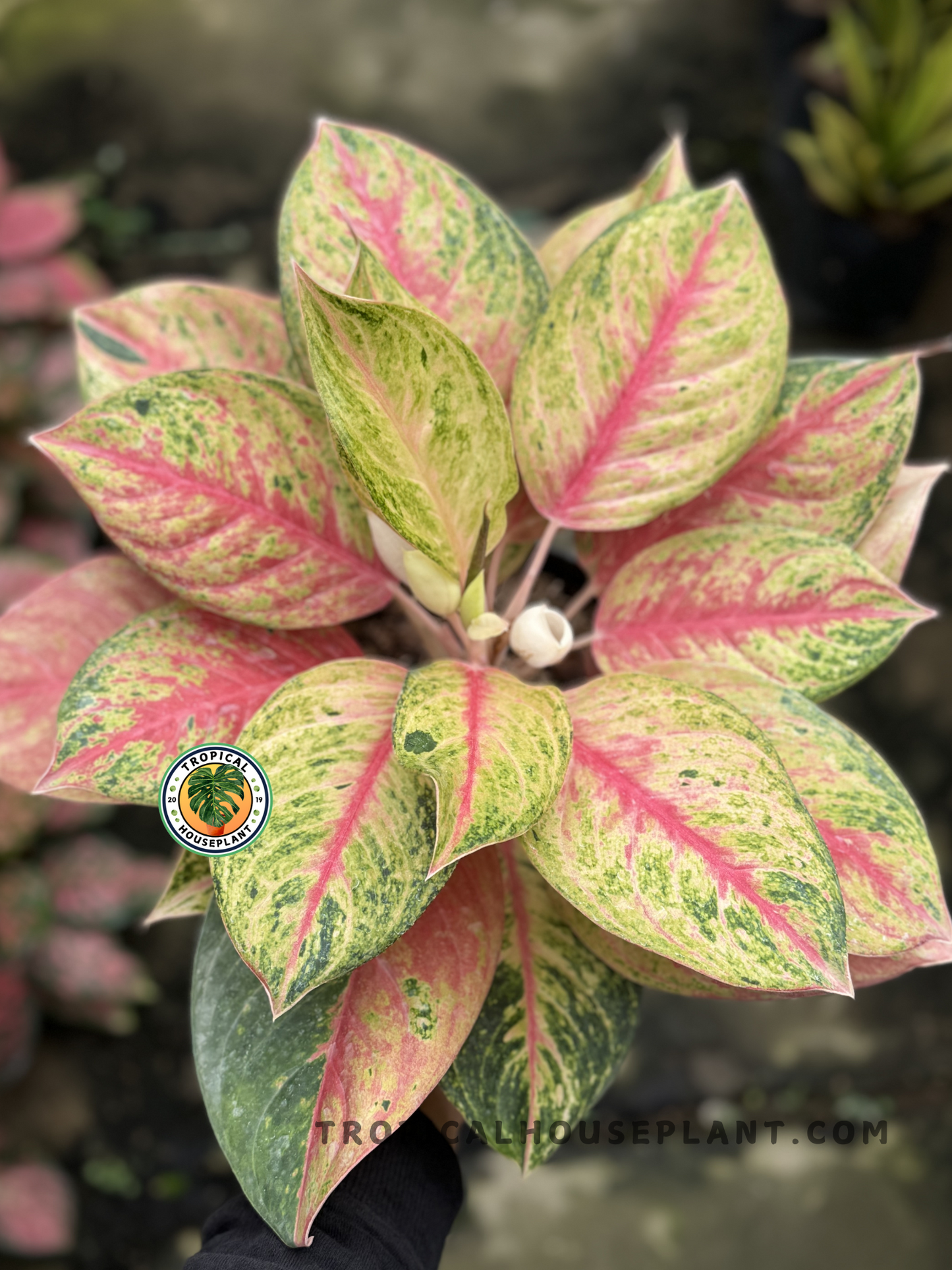 Potted Aglaonema Red Exotic displayed outdoors, adding a pop of color to the space.