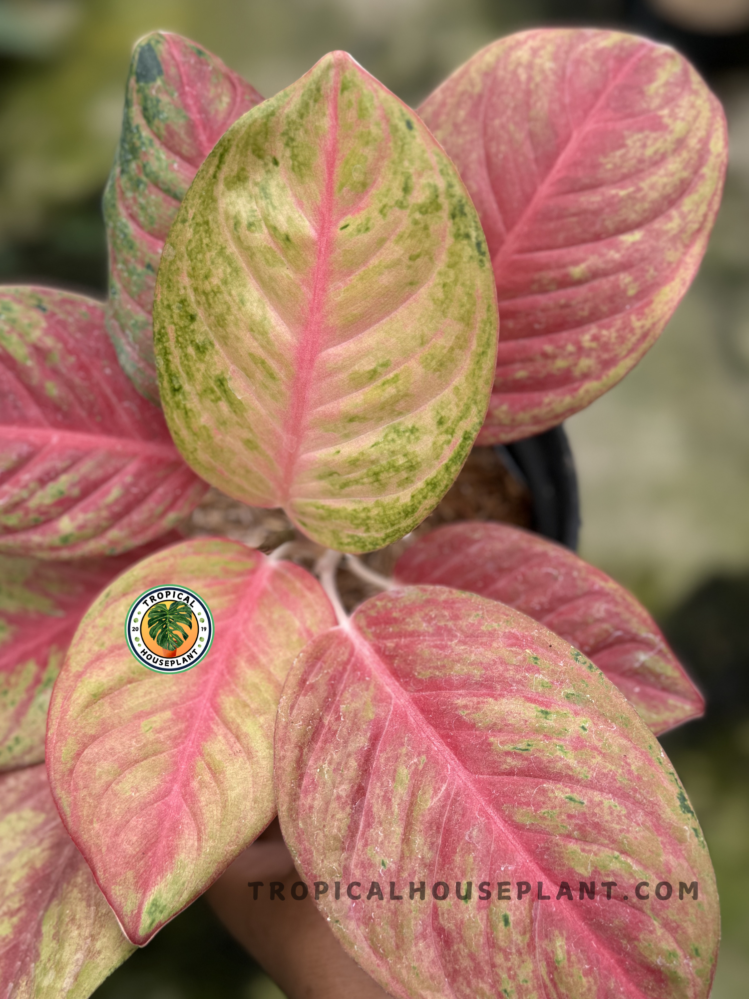 aglaonema red species Aglaonema Red Exotic – Tropical Houseplant