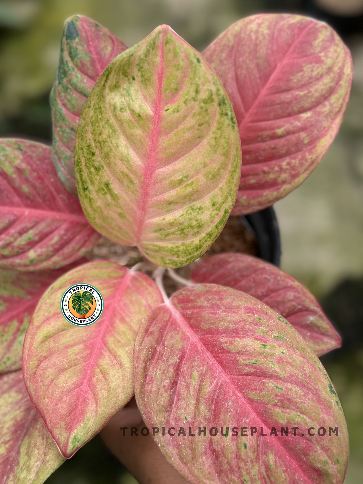 Close-up of Aglaonema Red Exotic foliage, showcasing bold red tones and green edges.