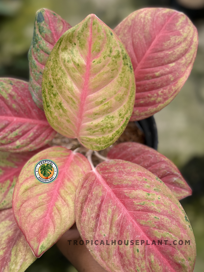 Close-up of Aglaonema Red Exotic foliage, showcasing bold red tones and green edges.