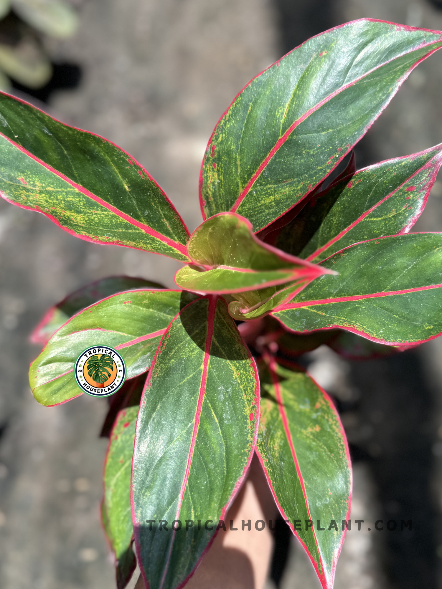 siam pink aglaonema aglaonema siam aurora aglaonema lipstick plant Red Pot