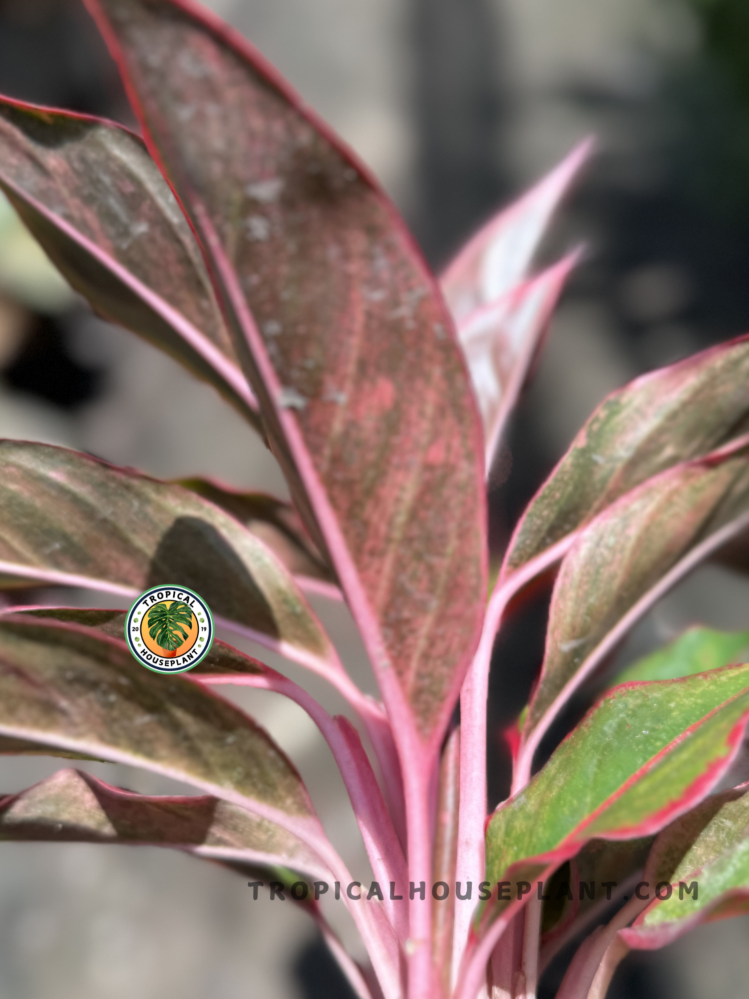 aglaonema siam aurora lipstick Aglaonema