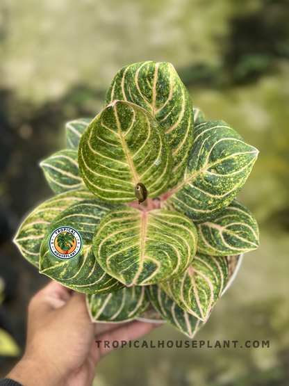 aglaonema unymanee Aglaonema Rinjani – Tropical Houseplant