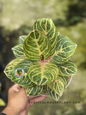 Aglaonema Rinjani plant with lush green leaves and soft silver patterns.