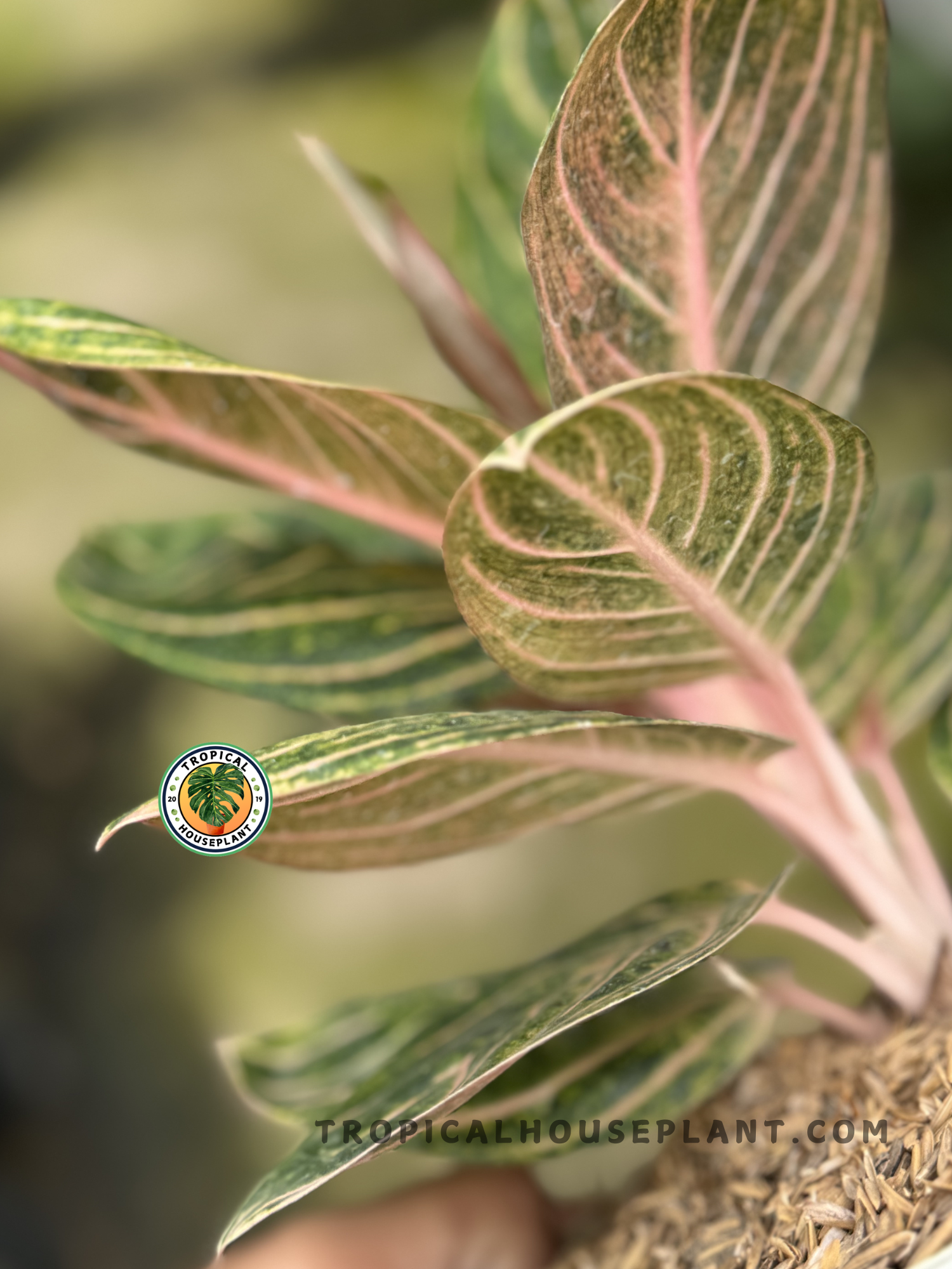 aglaonema unymanee Aglaonema Rinjani – Tropical Houseplant