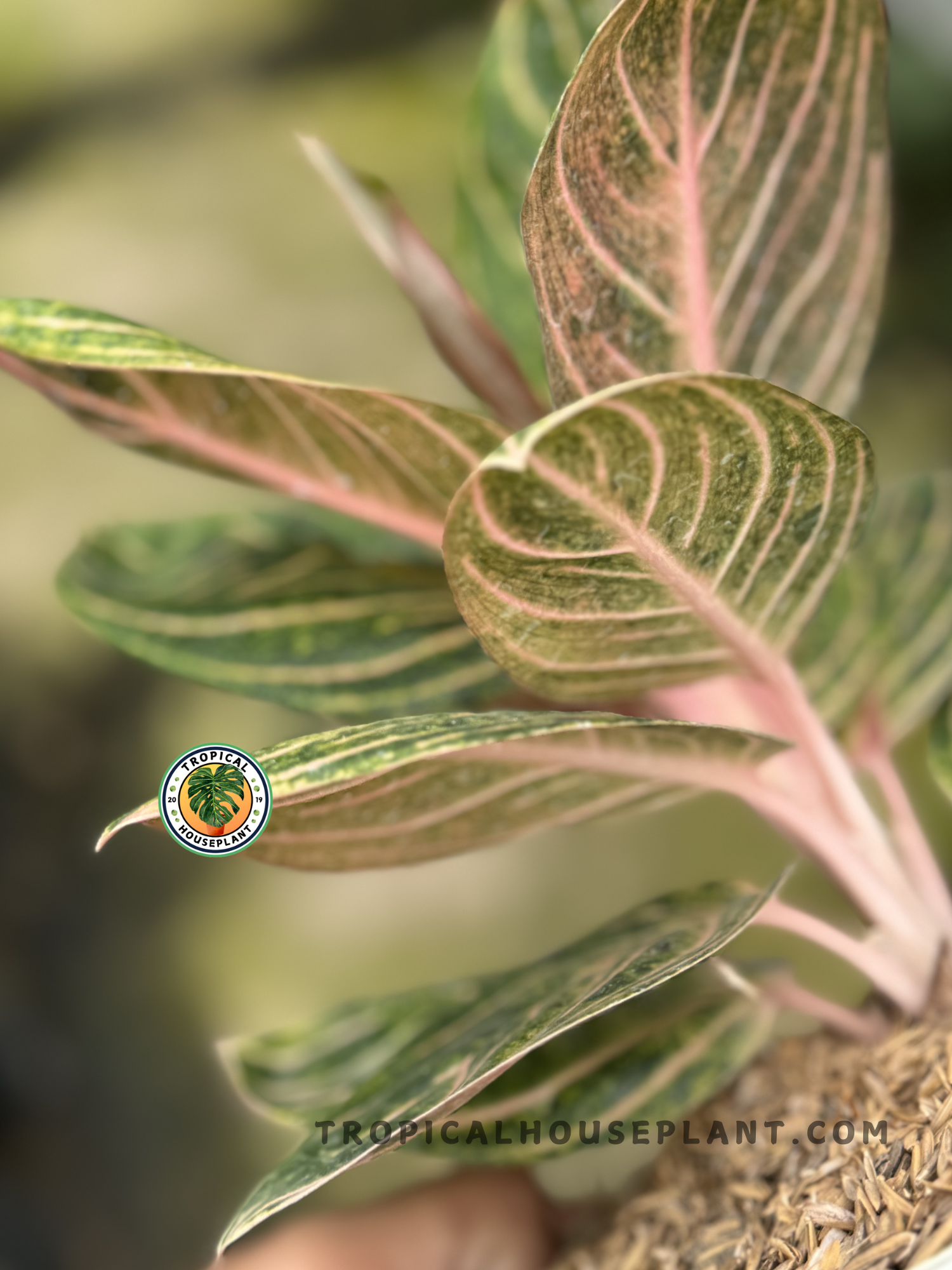 Aglaonema Rinjani plant with striking tropical leaves, perfect for home decor.