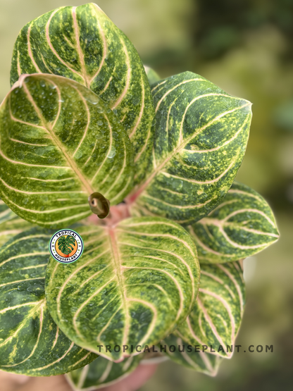 Close-up of Aglaonema Rinjani foliage, highlighting its intricate leaf design.