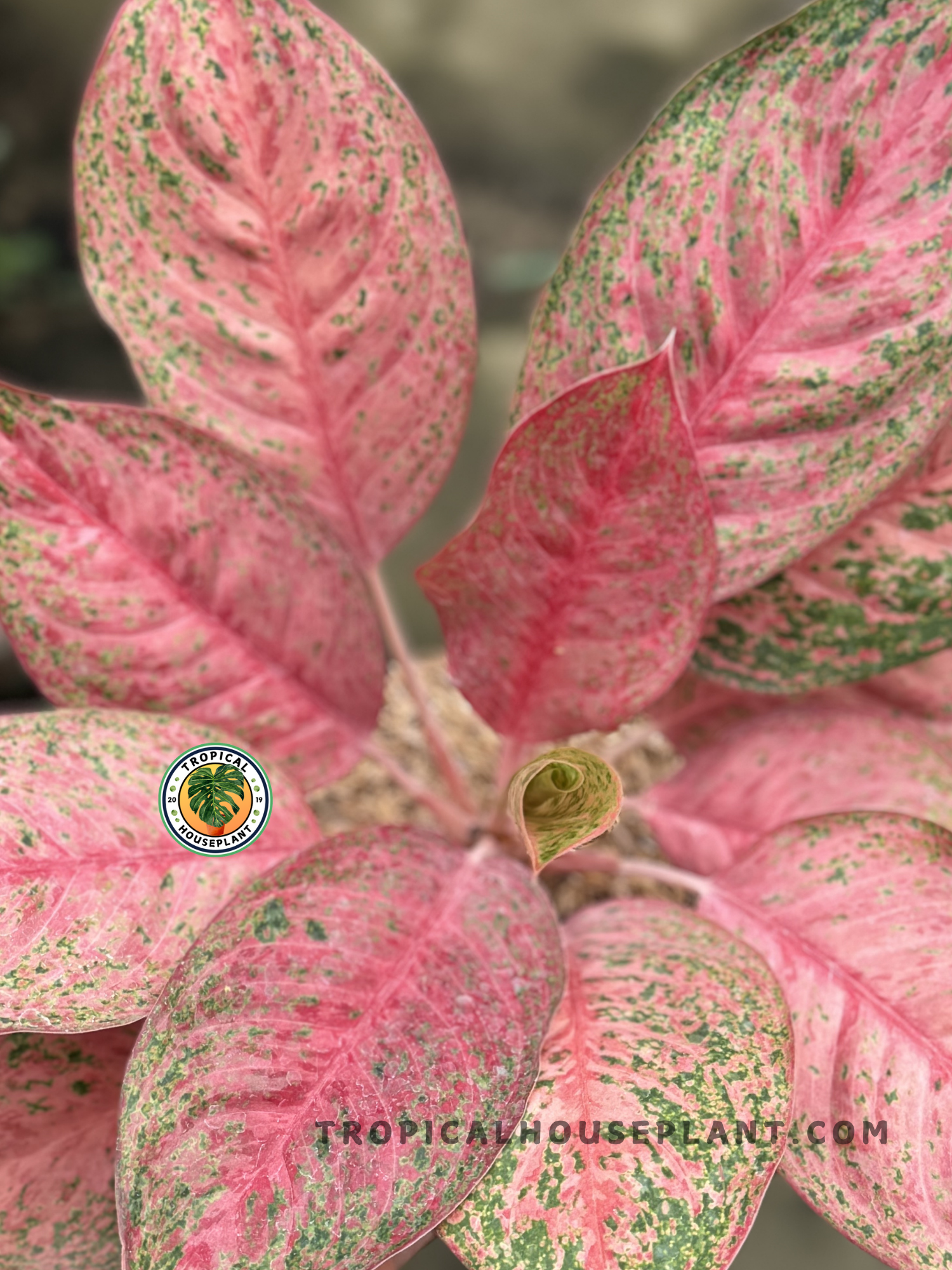 Aglaonema Sexylia being held by hand, showcasing its beautiful pink and green patterned leaves.