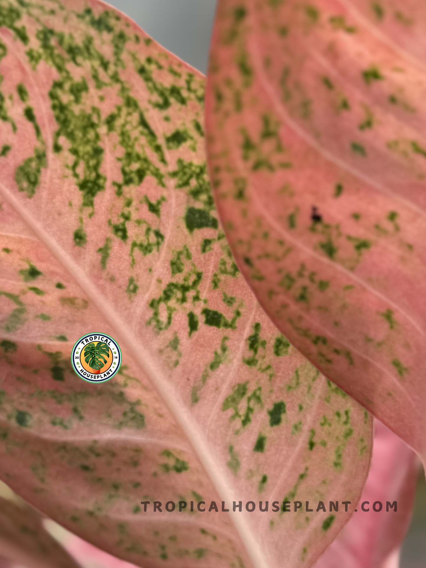 Back view of Aglaonema Sexylia’s leaf, highlighting the smooth texture and pink-toned variegation.