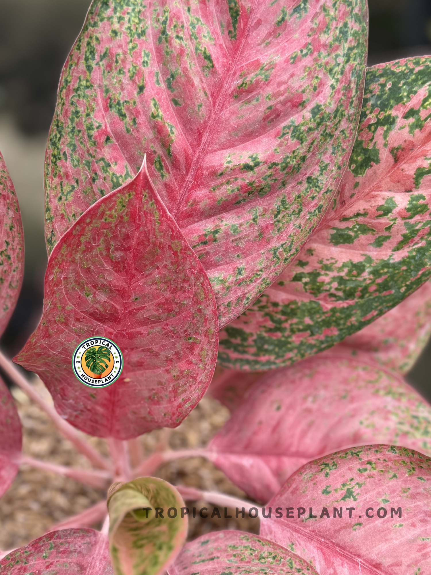 Close-up of Aglaonema Sexylia’s leaves, showcasing its vibrant pink and green.