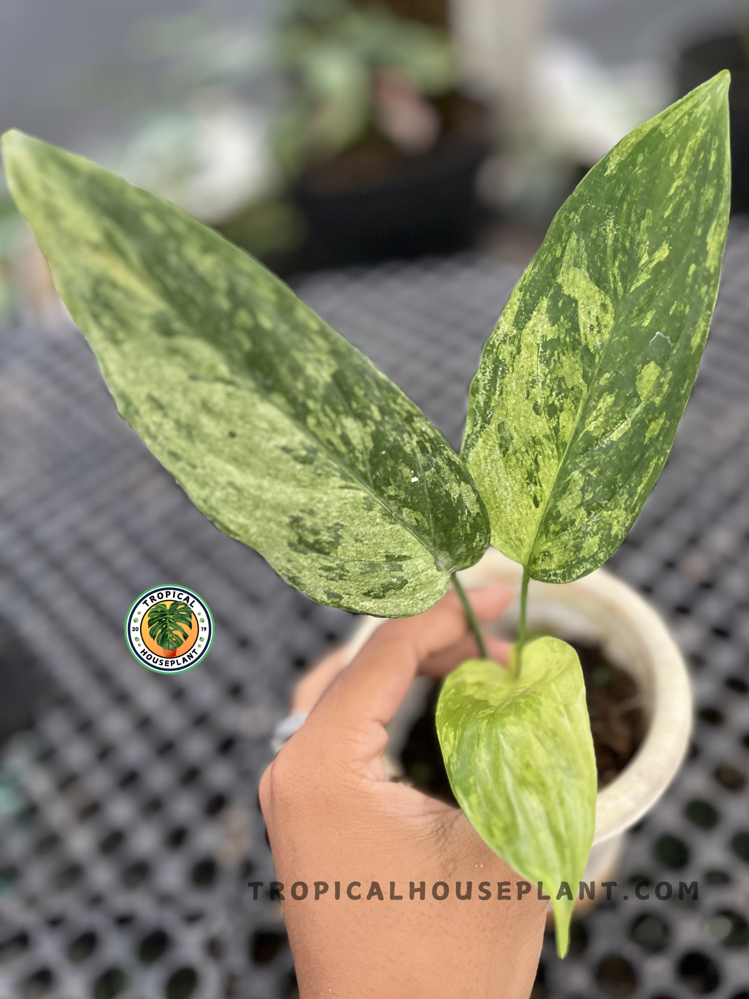 Healthy Aglaonema Simplex Variegated showcasing elegant elongated leaves with mottled green variegation, ideal for indoor tropical plant collections.