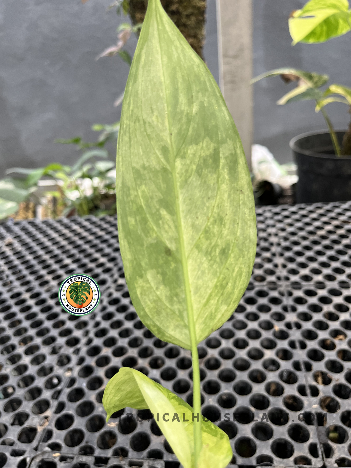 Young Aglaonema Simplex Variegated displaying slender variegated foliage with soft green marbling and healthy upright growth in a tropical nursery.