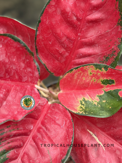 Close-up of Aglaonema Suksom Red foliage showcasing its vivid red and green hues.