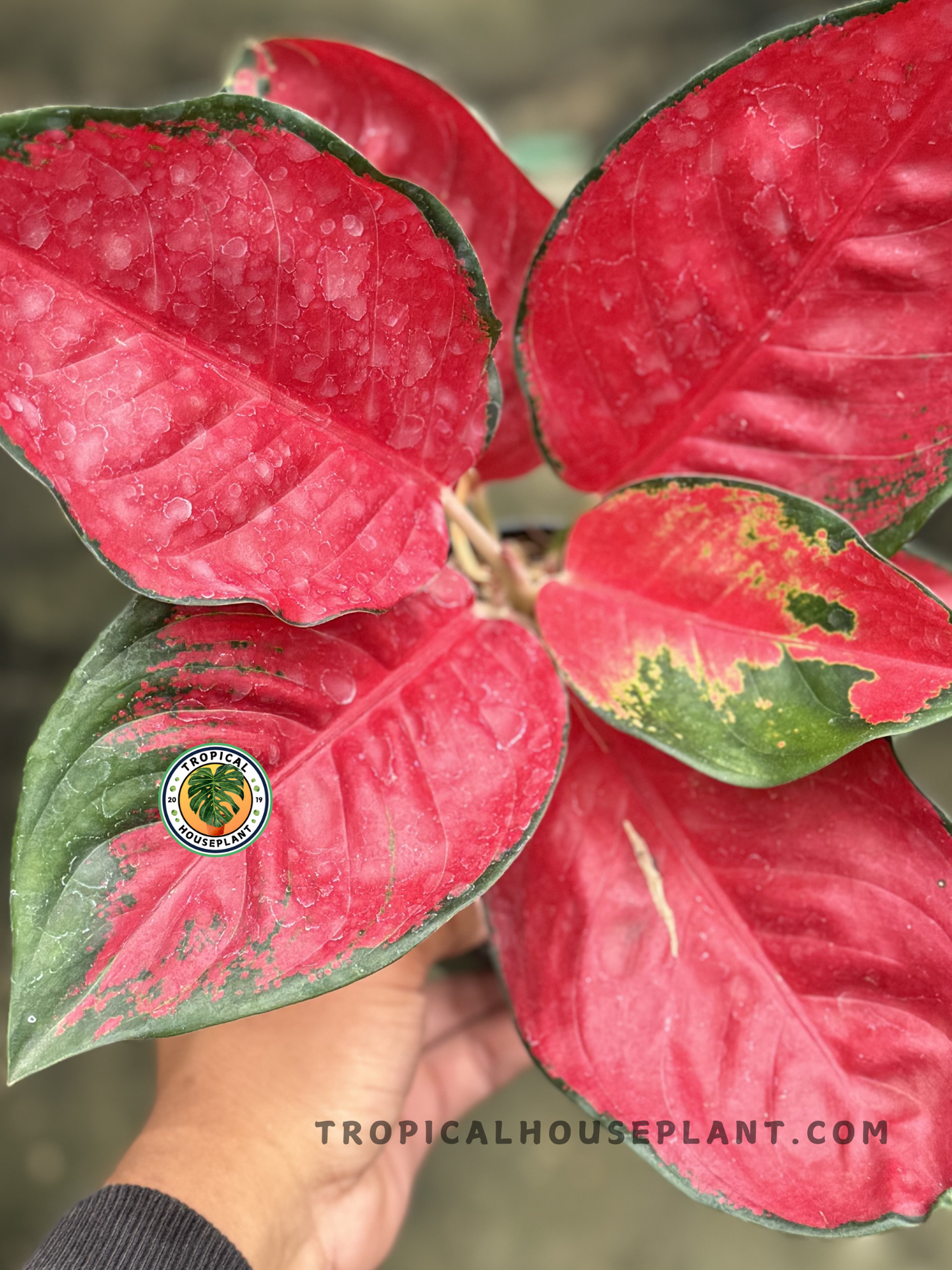 Aglaonema Suksom Red plant with striking red leaves and green edges