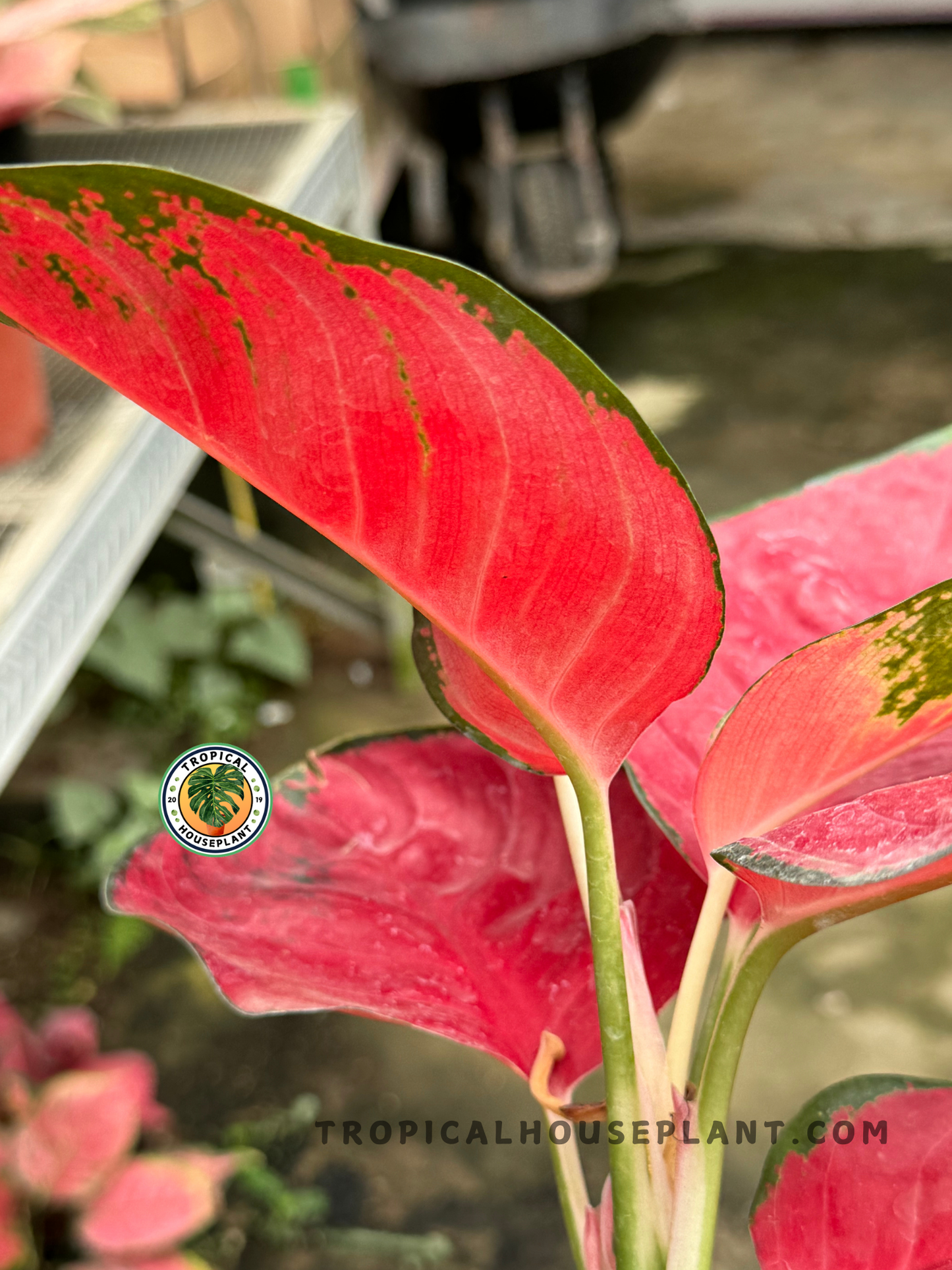 Aglaonema Suksom Red brightening an indoor corner with its vibrant red leaves.