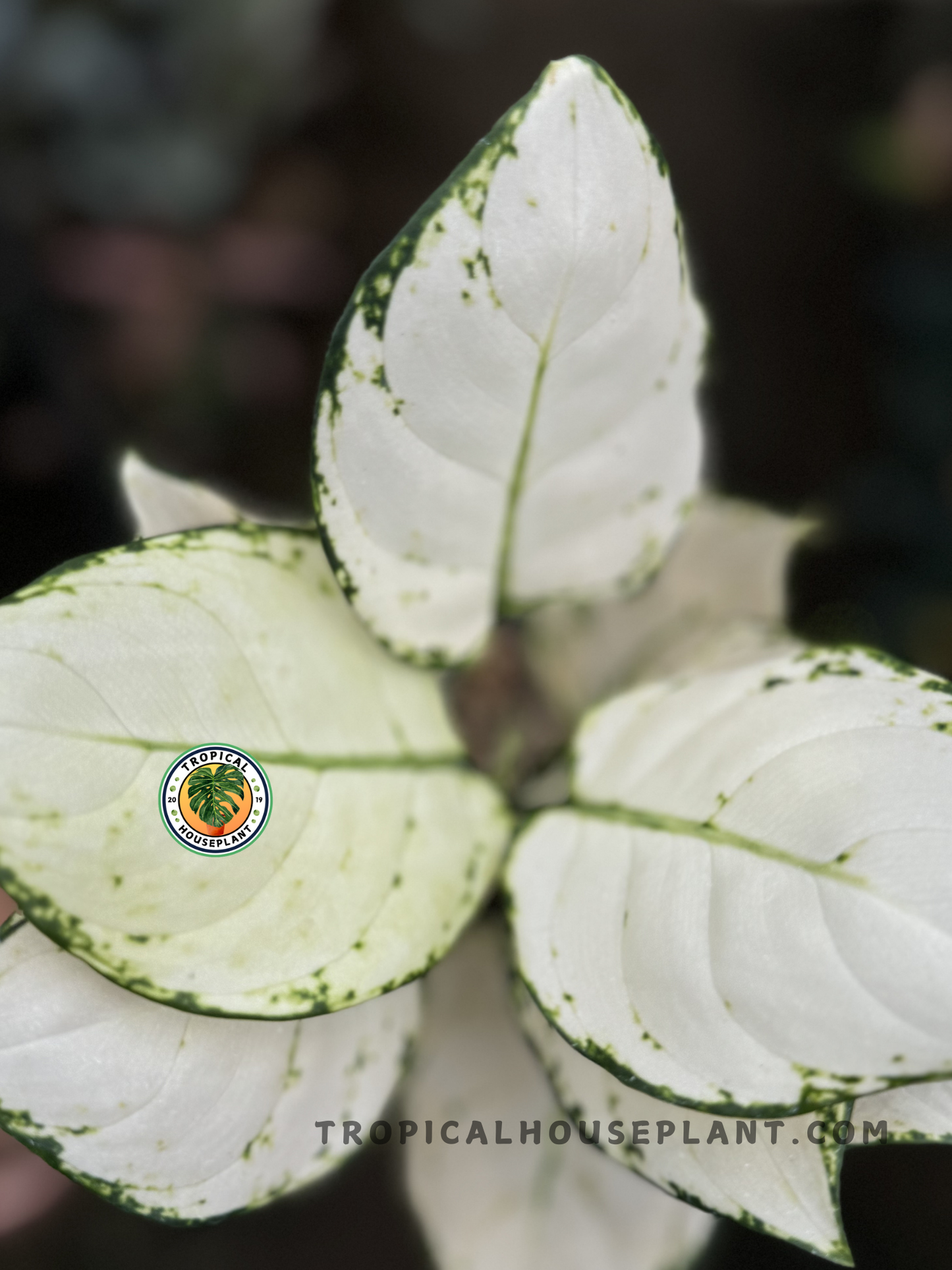 aglaonema super white for sale Aglaonema Super White variegated Grower's Choice *In Stock* Planted (In Stock)