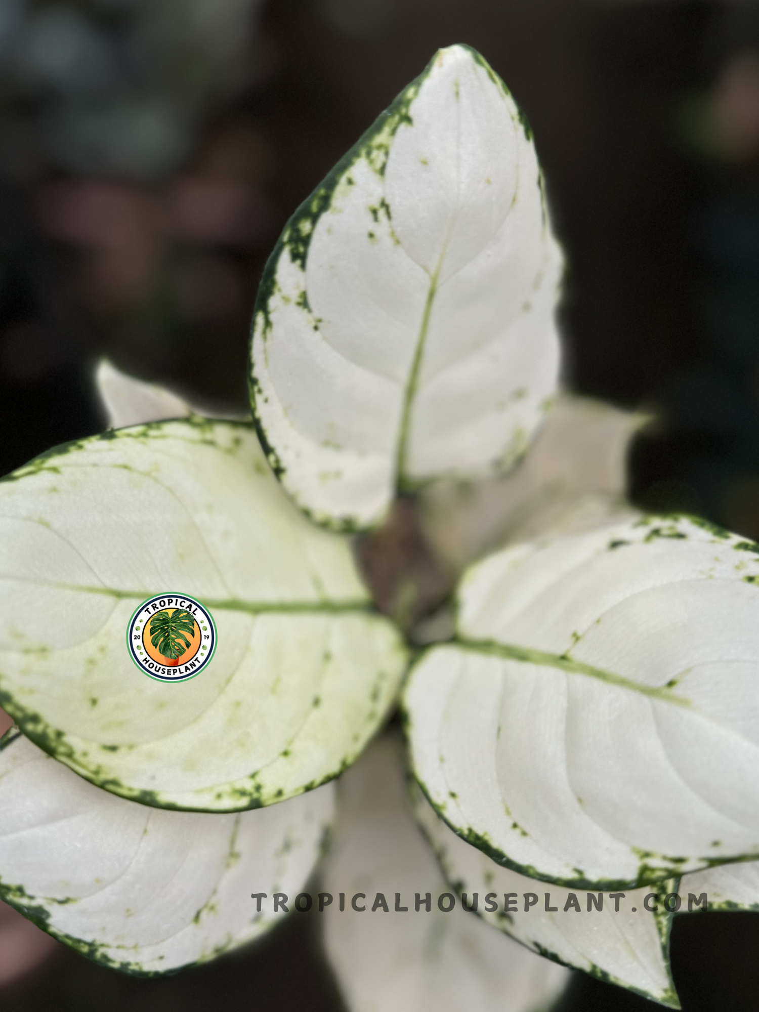 aglaonema blanca Aglaonema Super White variegated Grower's Choice *In Stock* Planted (In Stock)