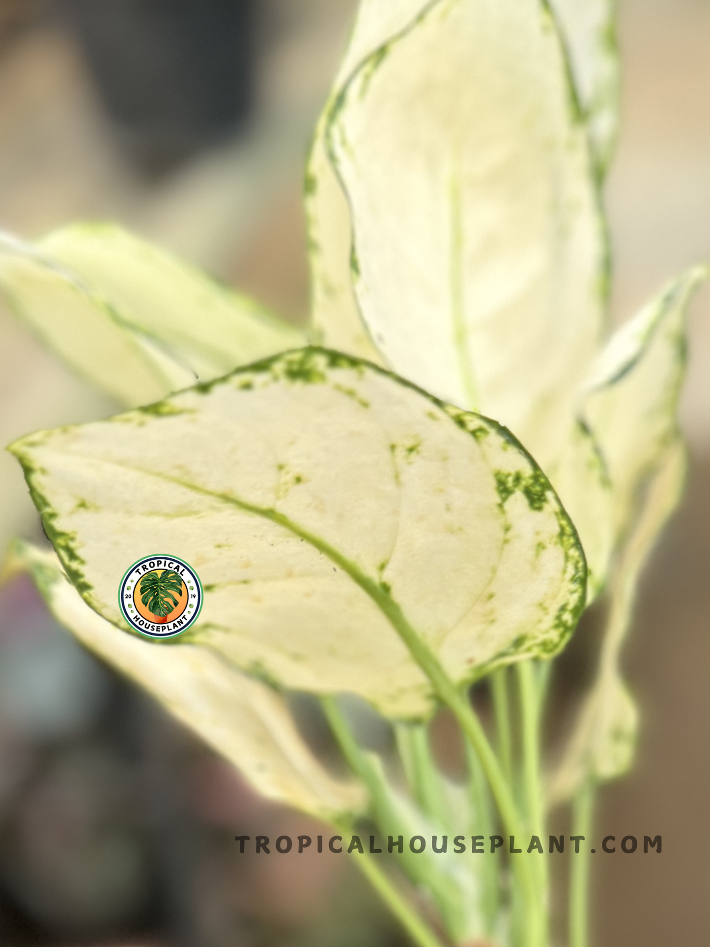 aglaonema solid stripes white Aglaonema Super White variegated Grower's Choice *In Stock* Planted (In Stock)