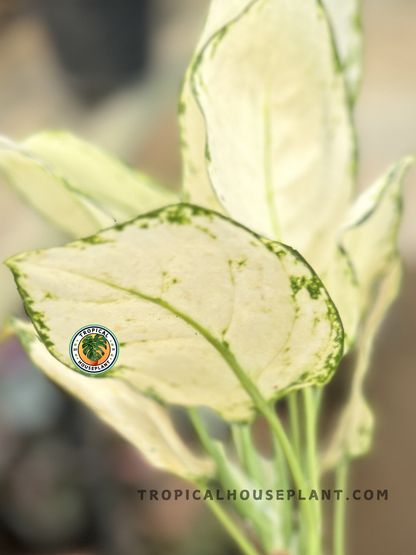green and white aglaonema Aglaonema Super White variegated Grower's Choice *In Stock* Planted (In Stock)