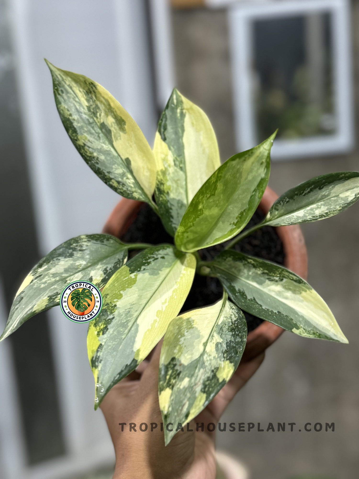 Aglaonema Suvarnabhumi – Tropical Houseplant