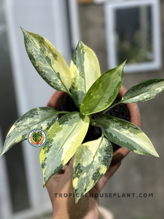 Aglaonema Suvarnabhumi with vibrant yellow and green variegated leaves.