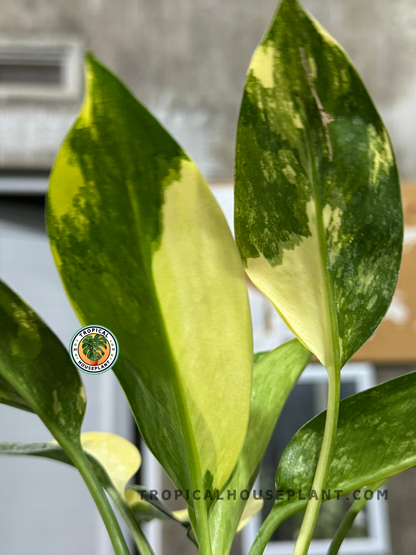 aglaonema suvarnabhumi Aglaonema Suvarnabhumi