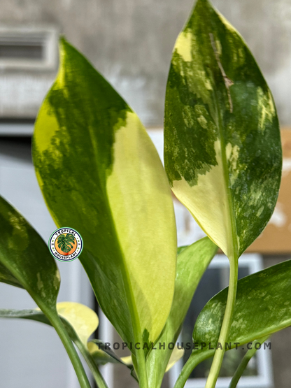 Aglaonema Suvarnabhumi, a tropical houseplant with bold yellow variegation.