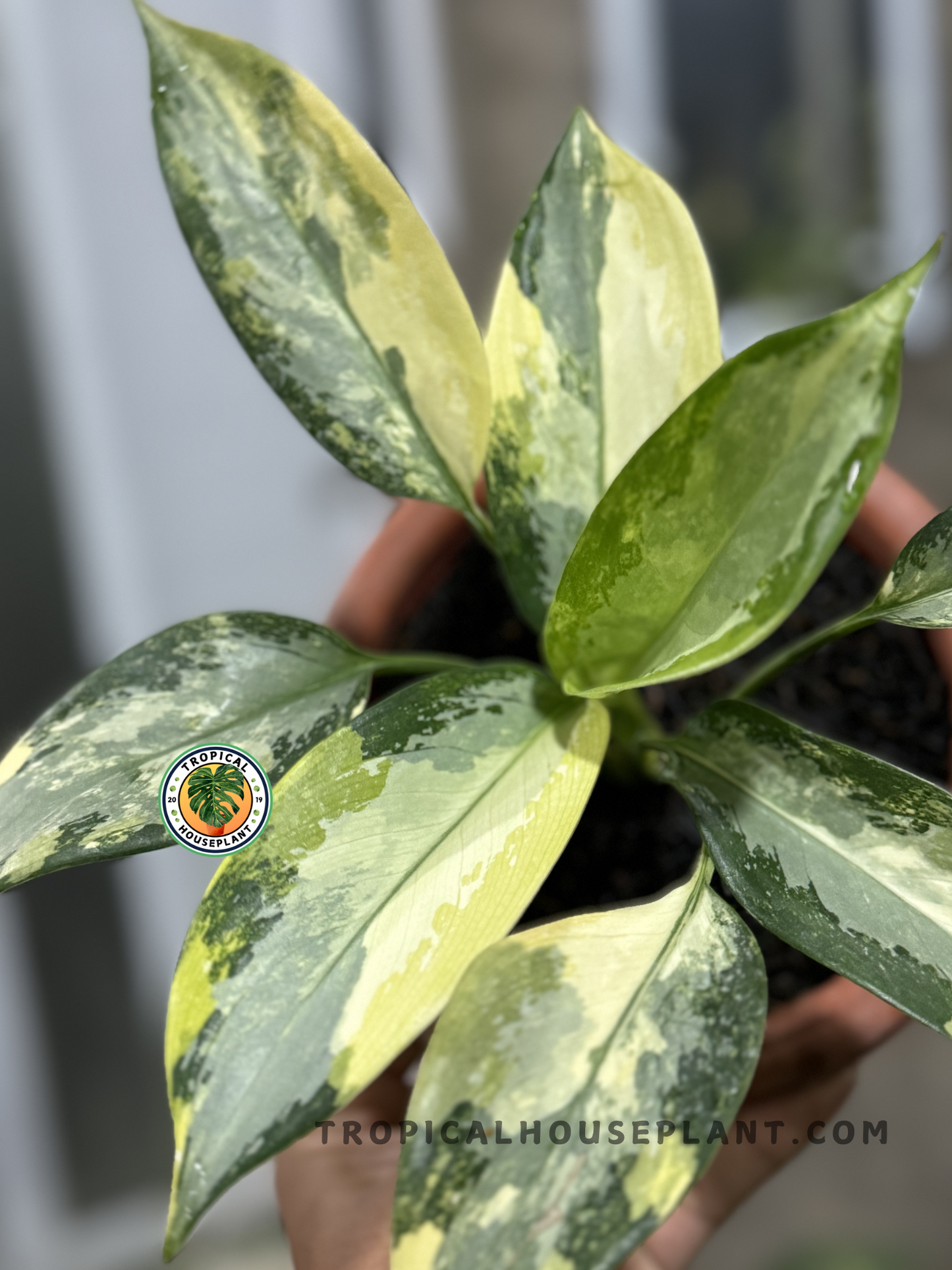 Close-up of Aglaonema Suvarnabhumi showcasing its striking yellow variegation.