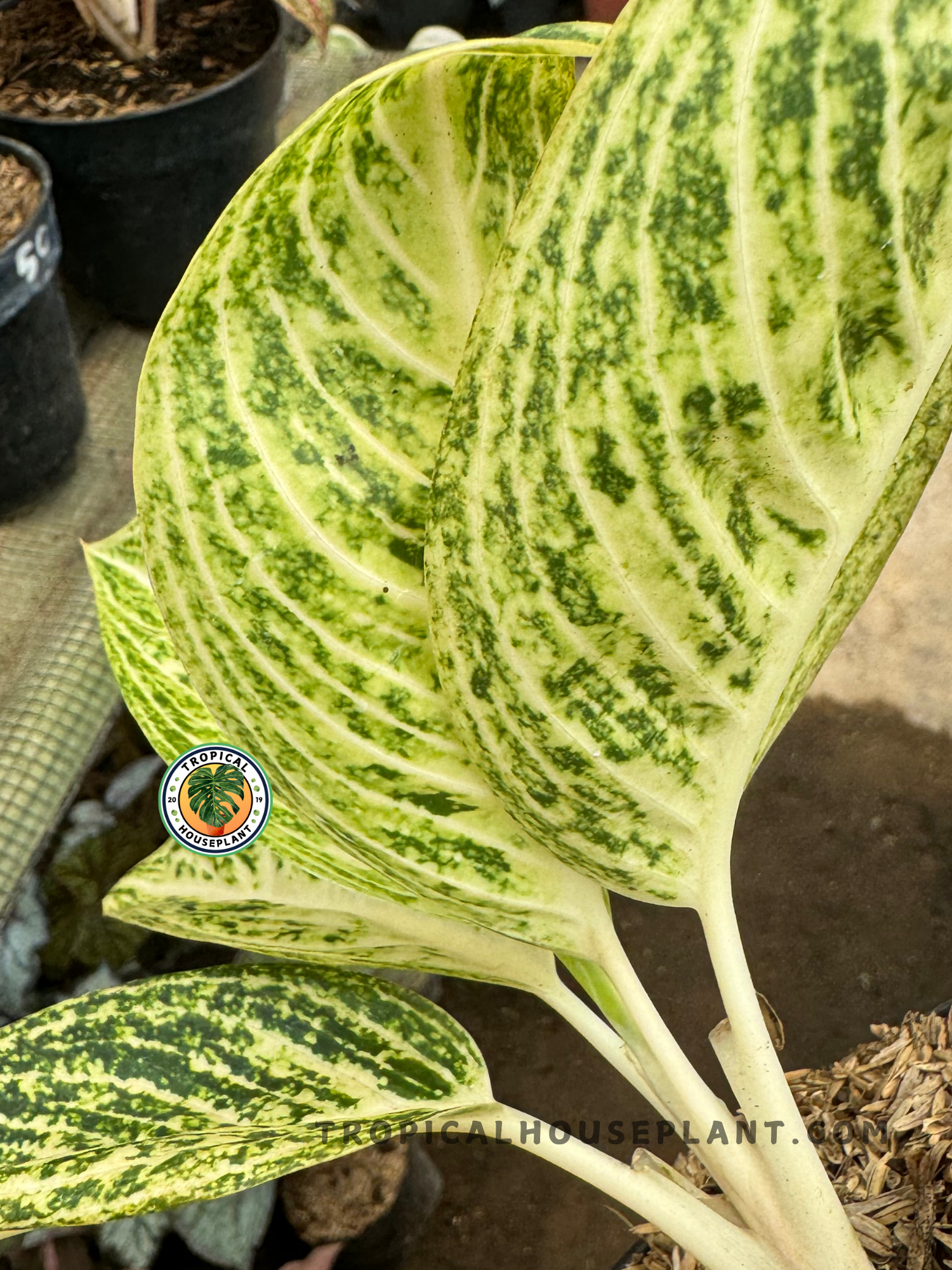 white aglaonema Aglaonema White Legacy – Tropical Houseplant