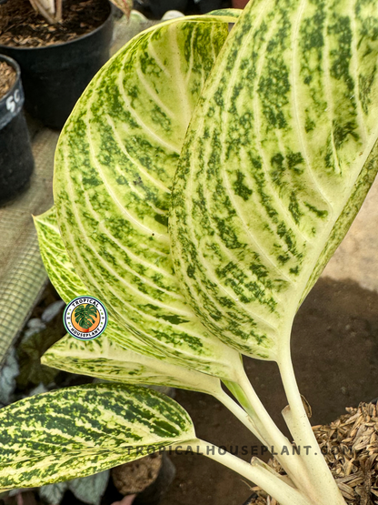 aglaonema legacy hijau Aglaonema White Legacy – Tropical Houseplant