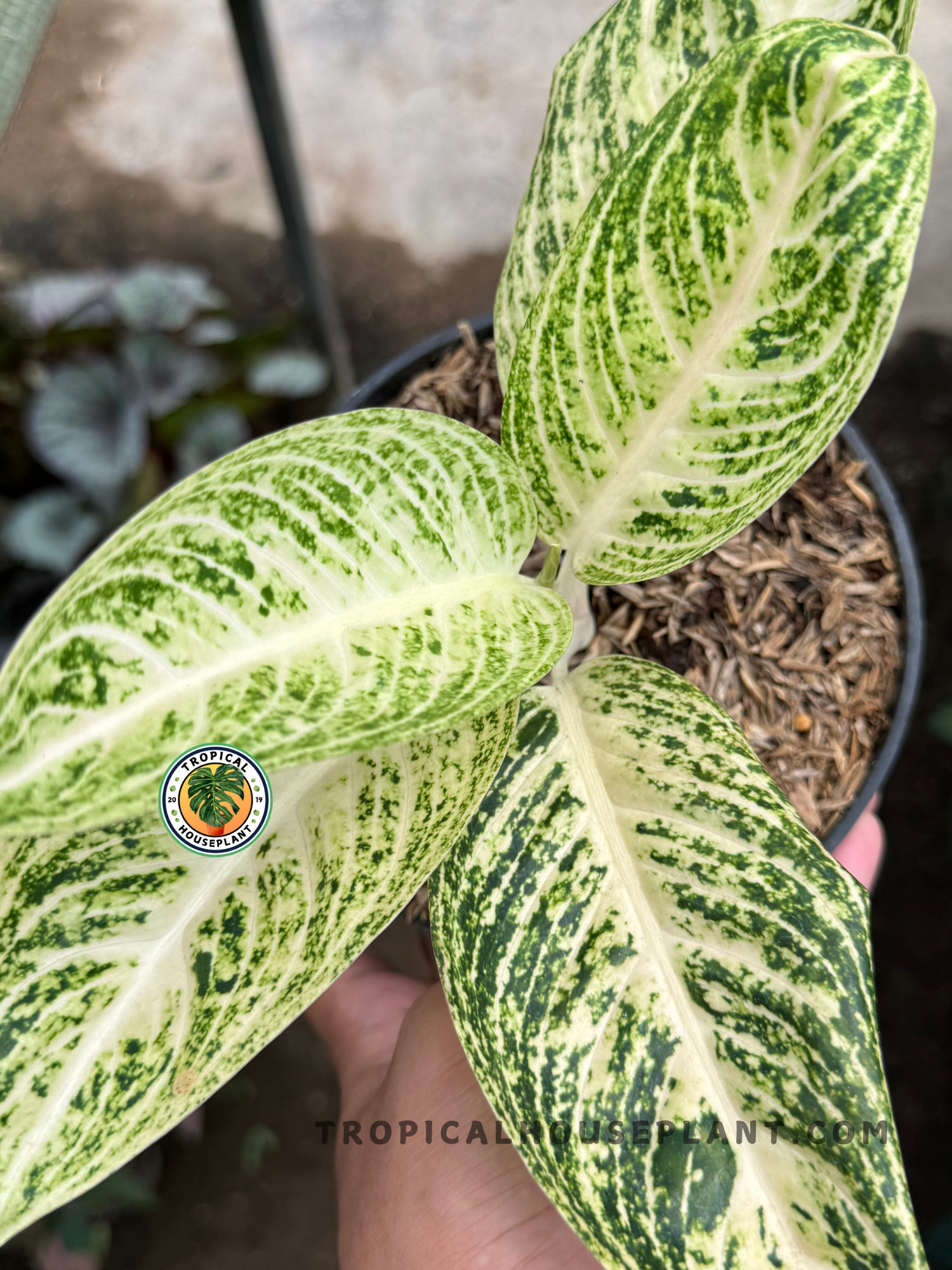 white lipstick aglaonema Aglaonema White Legacy – Tropical Houseplant