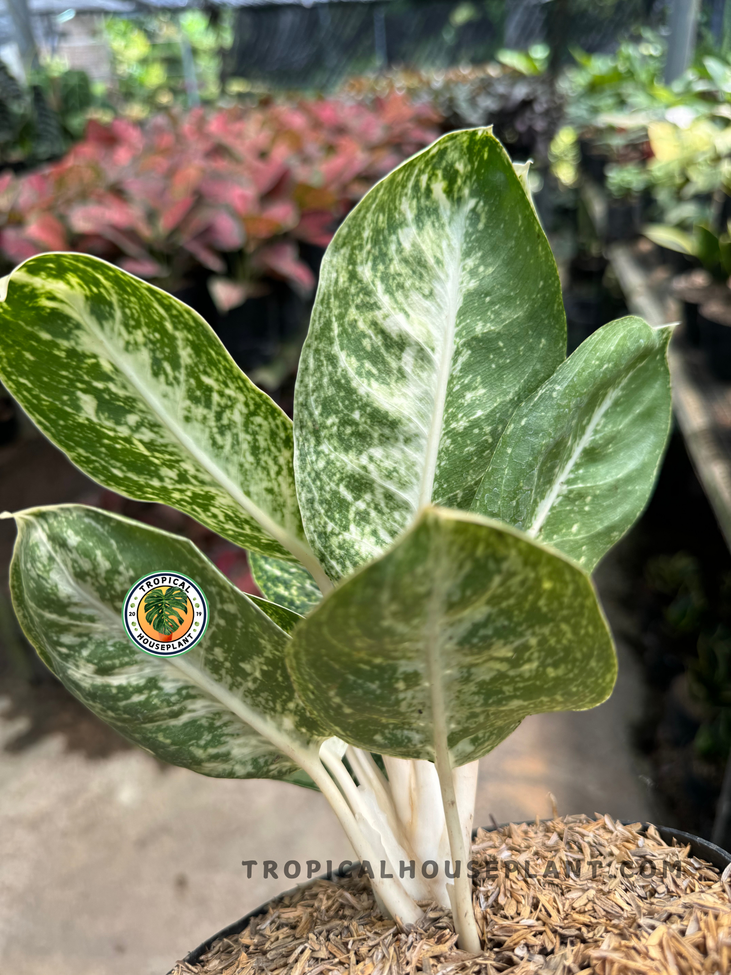 aglaonema nematodes Aglaonema Green Papuma