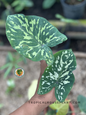 Alocasia Hilo Beauty with bold arrow-shaped leaves featuring striking light green and cream camouflage variegation against deep green foliage.