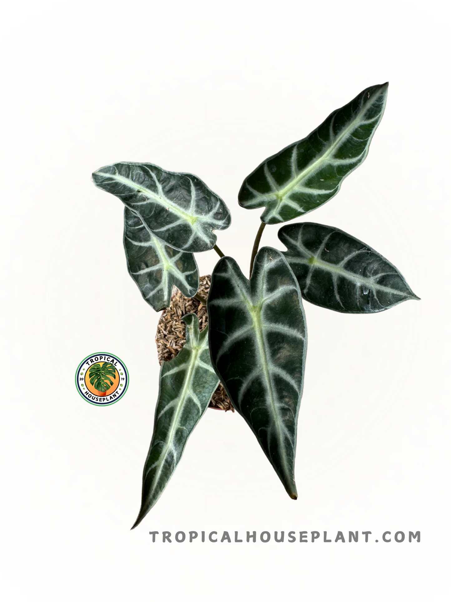 Healthy, fully-rooted Alocasia Bambino plant with glossy, arrowhead-shaped green leaves, shipped with 3-5 mature leaves. Perfect for tropical plant collectors.