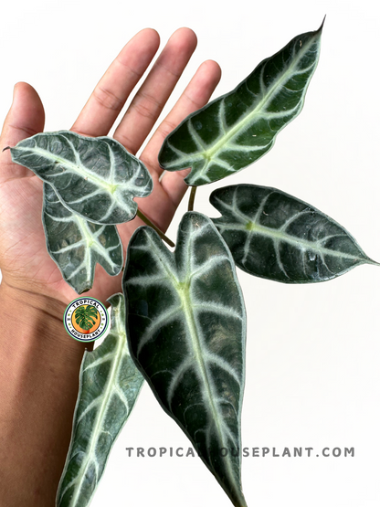 Fully-rooted Alocasia Bambino plant with lush, deep green arrowhead leaves, shipped with 3-5 mature leaves. Perfect for indoor plant enthusiasts.