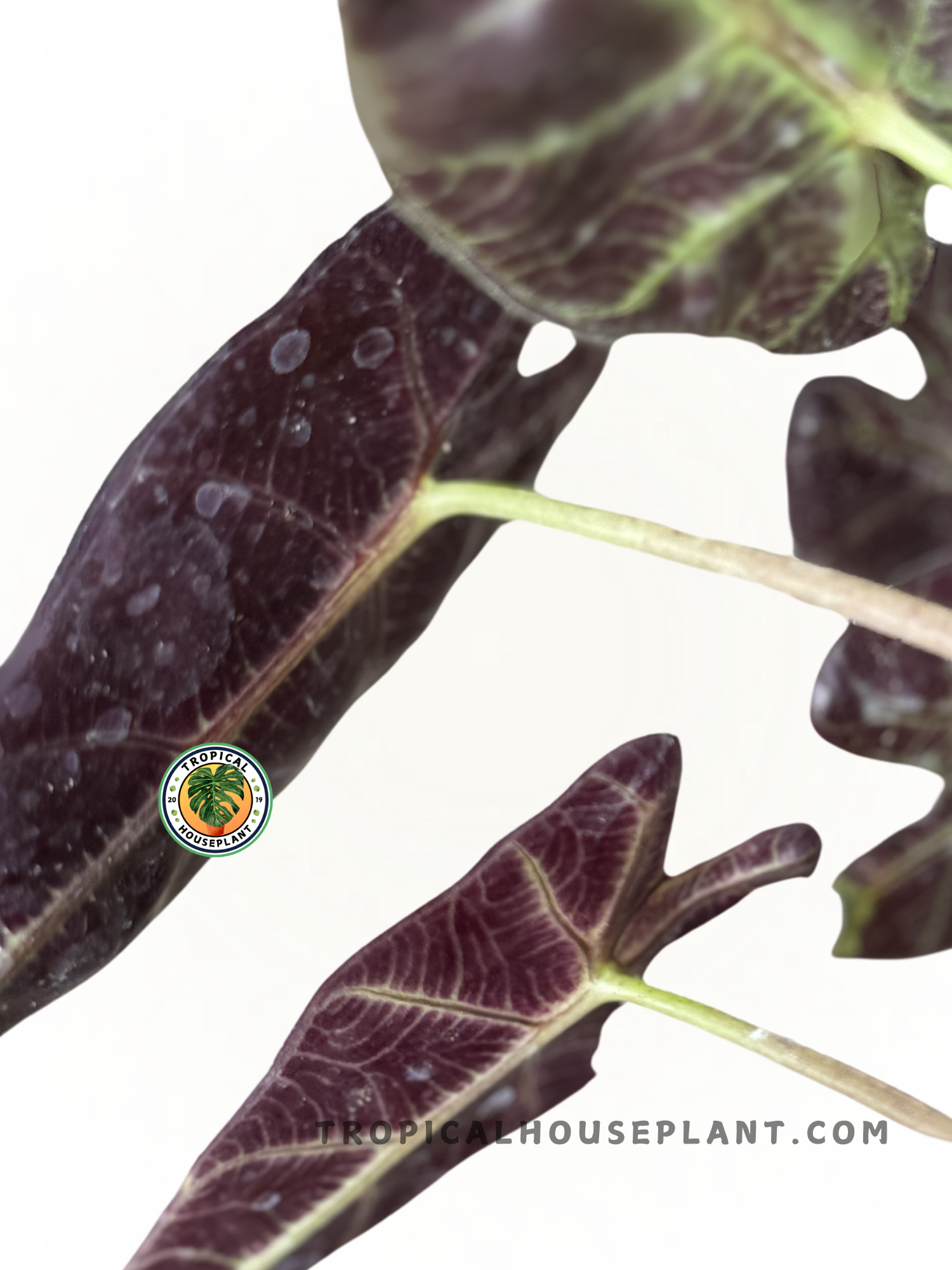 Alocasia Bambino with glossy, dark green arrowhead-shaped leaves. A rare tropical plant shipped fully-rooted, ideal for collectors and plant lovers.