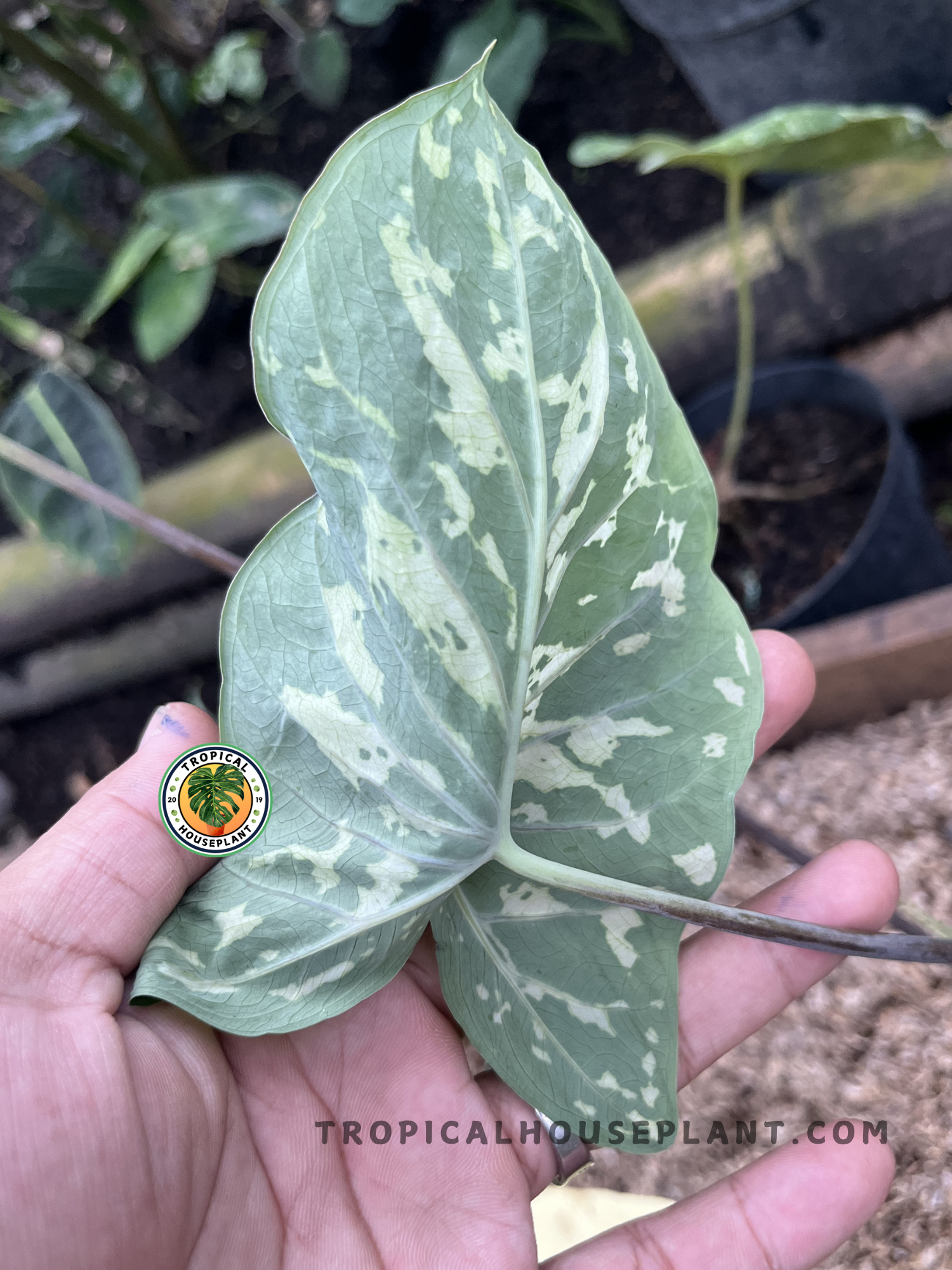Young Alocasia Hilo Beauty displaying dramatic marbled green and cream variegated leaves with a distinctive tropical camouflage pattern.