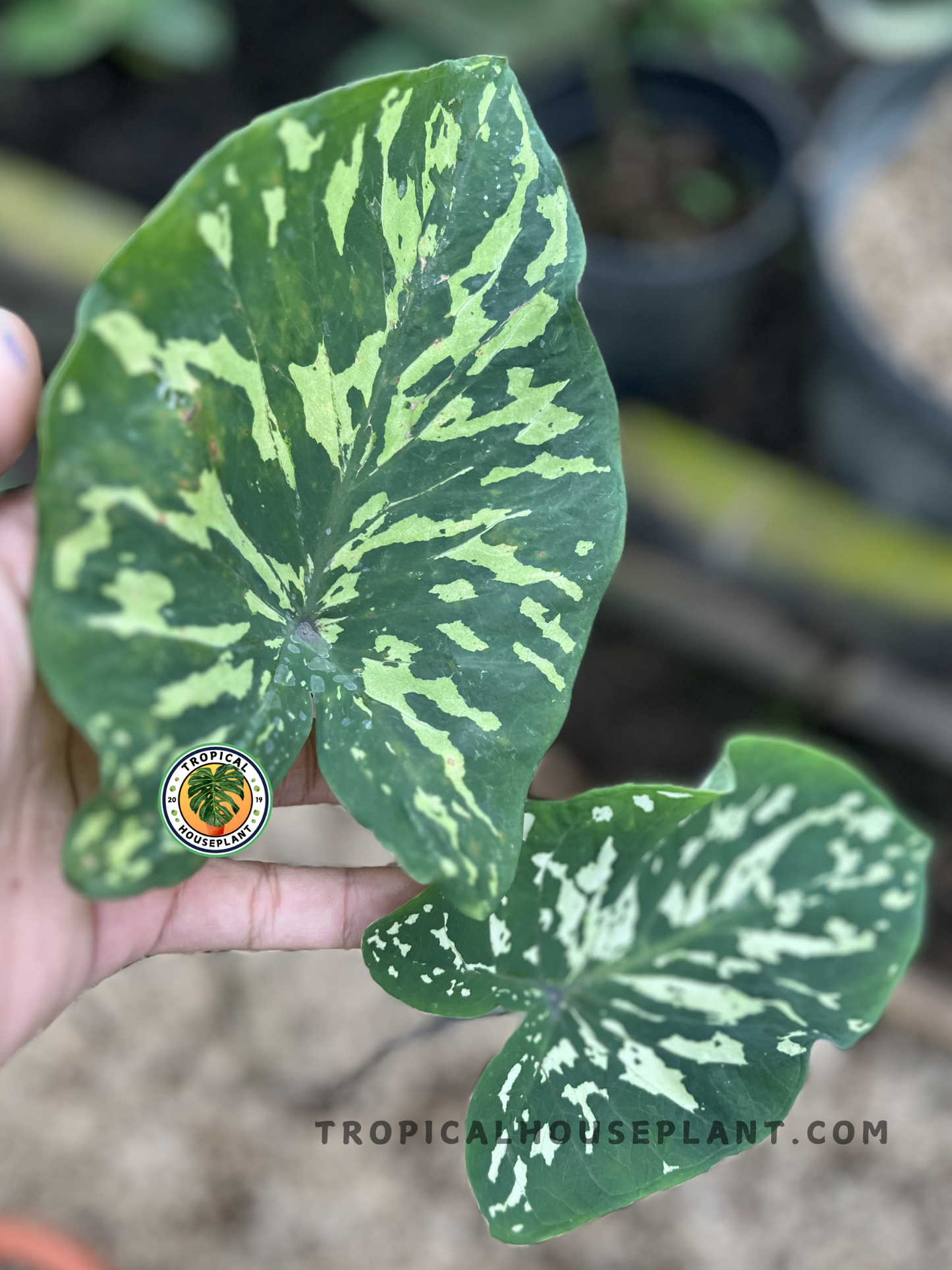 Healthy Alocasia Hilo Beauty showcasing large arrowhead leaves with vibrant cream and green variegation, perfect for indoor tropical plant collections.