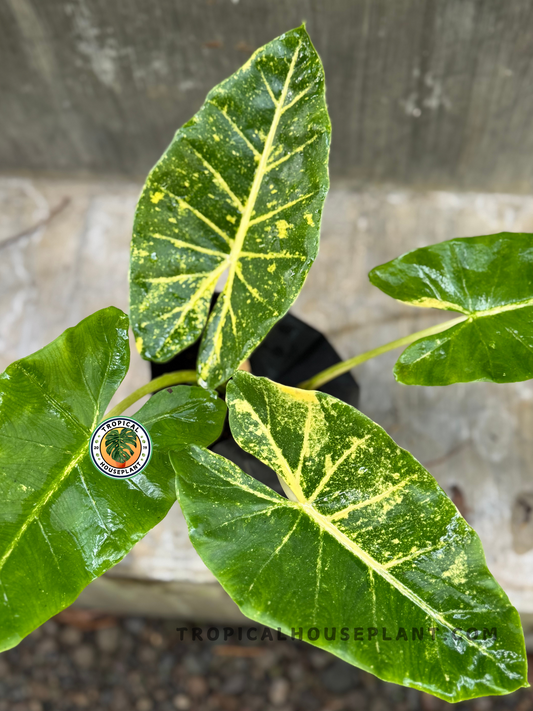 Top view of Alocasia New Guinea Gold plant, showing three large glossy leaves with golden variegation radiating from the central vein.