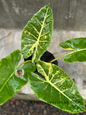 Top view of Alocasia New Guinea Gold plant, showing three large glossy leaves with golden variegation radiating from the central vein.