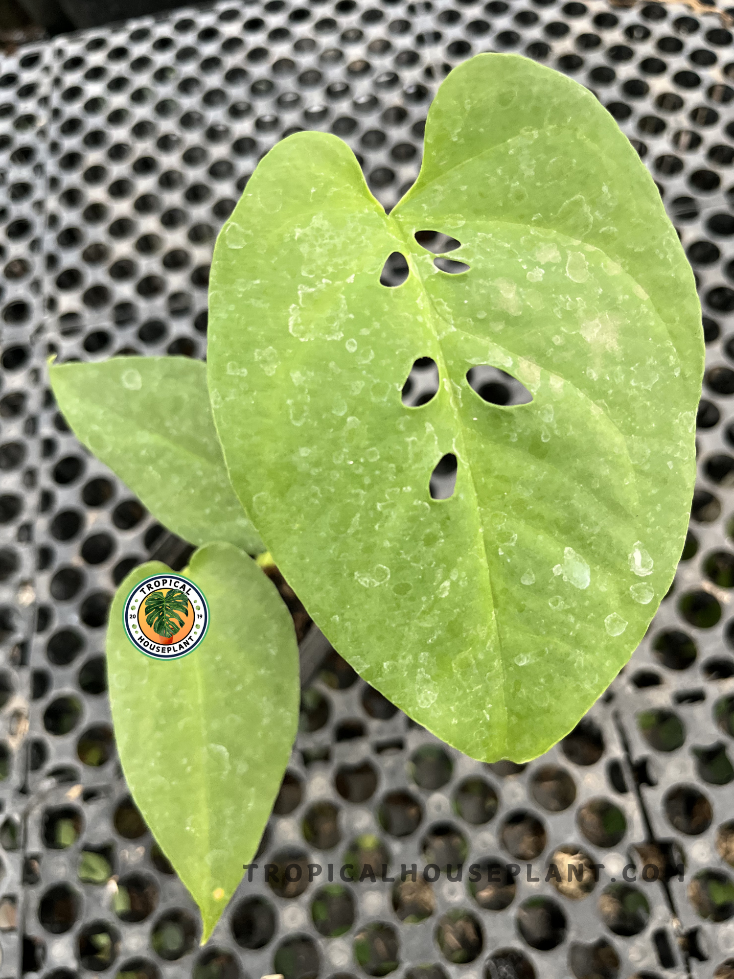 Amydrium Green with elongated glossy green leaves and developing natural splits, growing in a nursery pot in a tropical plant nursery.