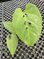 Amydrium Green with elongated glossy green leaves and developing natural splits, growing in a nursery pot in a tropical plant nursery.
