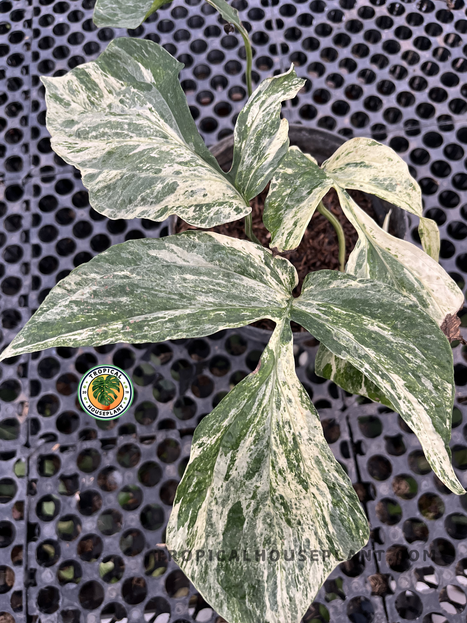 Amydrium Zippelianum Variegated with elongated green leaves featuring striking cream and white marbled variegation, growing in a tropical nursery.