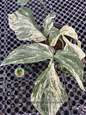 Amydrium Zippelianum Variegated with elongated green leaves featuring striking cream and white marbled variegation, growing in a tropical nursery.