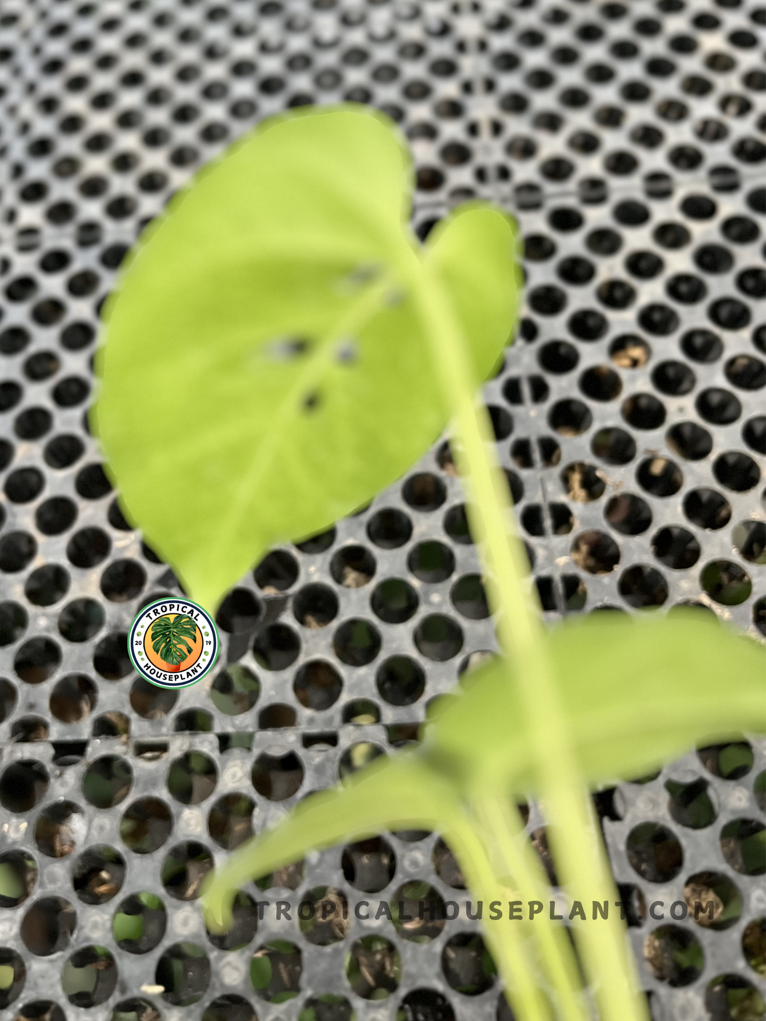 Young Amydrium Green displaying vibrant green foliage with elegant elongated leaves and healthy climbing growth.