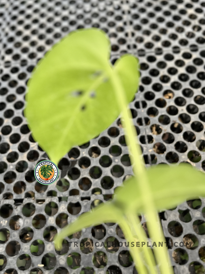 Young Amydrium Green displaying vibrant green foliage with elegant elongated leaves and healthy climbing growth.