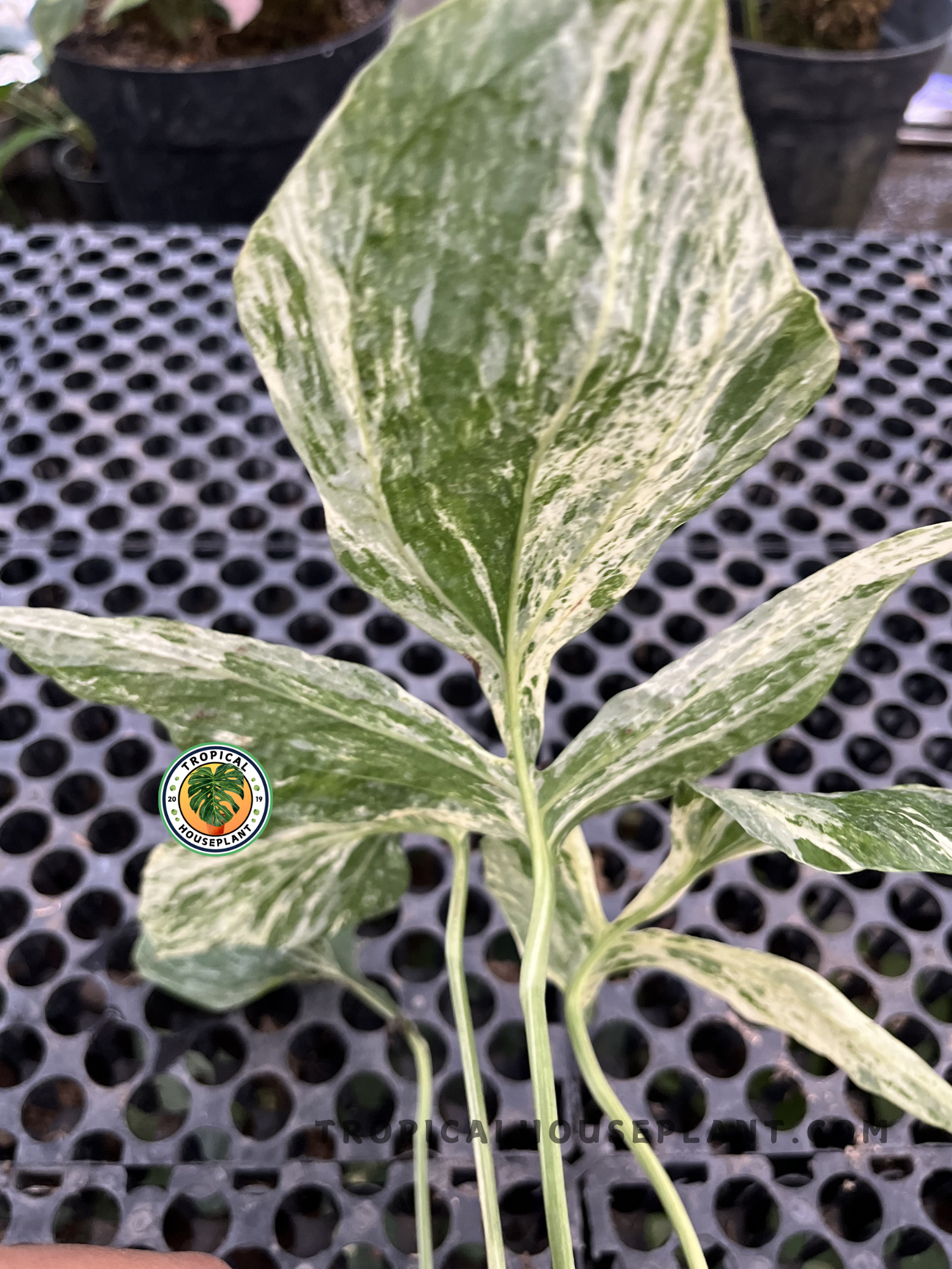 Healthy Amydrium Zippelianum Variegated showcasing beautifully variegated tropical foliage with creamy white marbling and vibrant green coloration, ideal for indoor plant collections.